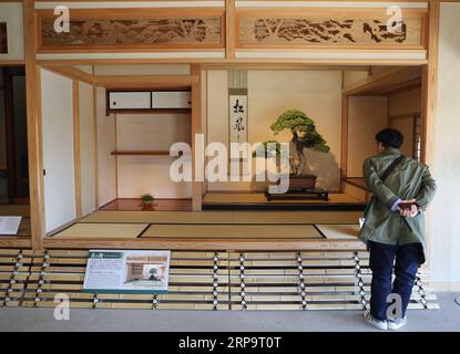 (190416) -- SAITAMA, 16 avril 2019 (Xinhua) -- Un homme admire un bonsaï au musée d'art Omiya bonsaï à Saitama, Japon, le 13 avril 2019. Le musée d'art Omiya Bonsai a ouvert ses portes au public en 2010, exposant plus de 100 chefs-d'œuvre. (Xinhua/du Xiaoyi) JAPAN-SAITAMA-BONSAI ART MUSEUM PUBLICATIONxNOTxINxCHN Banque D'Images