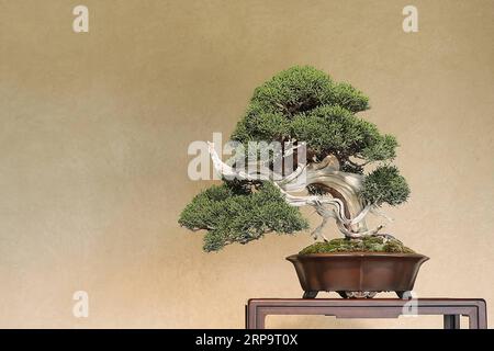 (190416) -- SAITAMA, 16 avril 2019 (Xinhua) -- une photo prise le 13 avril 2019 montre un bonsaï au musée d'art Omiya bonsaï à Saitama, Japon. Le musée d'art Omiya Bonsai a ouvert ses portes au public en 2010, exposant plus de 100 chefs-d'œuvre. (Xinhua/du Xiaoyi) JAPAN-SAITAMA-BONSAI ART MUSEUM PUBLICATIONxNOTxINxCHN Banque D'Images