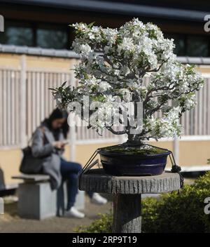 (190416) -- SAITAMA, 16 avril 2019 (Xinhua) -- une photo prise le 13 avril 2019 montre un bonsaï florissant au musée d'art bonsaï Omiya à Saitama, Japon. Le musée d'art Omiya Bonsai a ouvert ses portes au public en 2010, exposant plus de 100 chefs-d'œuvre. (Xinhua/du Xiaoyi) JAPAN-SAITAMA-BONSAI ART MUSEUM PUBLICATIONxNOTxINxCHN Banque D'Images