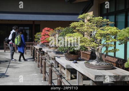 (190416) -- SAITAMA, 16 avril 2019 (Xinhua) -- visite du musée d'art Omiya Bonsai à Saitama, Japon, le 13 avril 2019. Le musée d'art Omiya Bonsai a ouvert ses portes au public en 2010, exposant plus de 100 chefs-d'œuvre. (Xinhua/du Xiaoyi) JAPAN-SAITAMA-BONSAI ART MUSEUM PUBLICATIONxNOTxINxCHN Banque D'Images