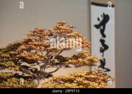 (190416) -- SAITAMA, 16 avril 2019 (Xinhua) -- une photo prise le 13 avril 2019 montre un bonsaï au musée d'art Omiya bonsaï à Saitama, Japon. Le musée d'art Omiya Bonsai a ouvert ses portes au public en 2010, exposant plus de 100 chefs-d'œuvre. (Xinhua/du Xiaoyi) JAPAN-SAITAMA-BONSAI ART MUSEUM PUBLICATIONxNOTxINxCHN Banque D'Images