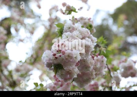 (190417) -- CISTERNA, 17 avril 2019 (Xinhua) -- une photo prise le 14 avril 2019 montre des fleurs au jardin de Ninfa à Cisterna, Latina, Italie centrale. En tant que monument naturel italien, le parc est réparti sur 105 hectares de terrain et le jardin magnifiquement paysagé de Ninfa couvre environ 8 hectares qui est chargé de plantes exotiques, chênes, cyprès, prairies herbeuses, cours d'eau, et une vaste gamme de roses. La création de ce merveilleux joyau a commencé en 1921 selon le style de jardin anglais. (Xinhua/Cheng Tingting) ITALIE-CISTERNA-JARDIN DE NINFA PUBLICATIONxNOTxINxCHN Banque D'Images