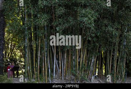 (190419) -- SYDNEY, le 19 avril 2019 -- visite du jardin botanique royal de Sydney, Australie, le 19 avril 2019. Royal Botanic Garden est situé près du coeur de Sydney, offrant une belle vue sur le port de Sydney, l'Opéra de Sydney et Sydney Harbour Bridge.) AUSTRALIE-SYDNEY-JARDIN BOTANIQUE ROYAL BaixXuefei PUBLICATIONxNOTxINxCHN Banque D'Images