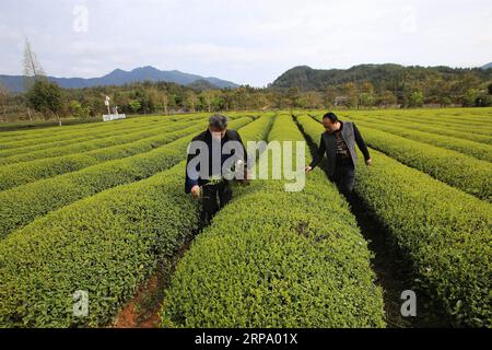 (190420) -- WUYISHAN, 20 avril 2019 (Xinhua) -- le conseiller technologique Zhang Xiyou (à droite) vérifie la croissance des feuilles de thé dans un jardin de thé de la ville de Xingcun de Wuyishan, province du Fujian dans le sud-est de la Chine, le 26 mars 2019. (Xinhua/an Xiya) Xinhua titres : les conseillers en technologie aident à la réduction de la pauvreté PUBLICATIONxNOTxINxCHN Banque D'Images