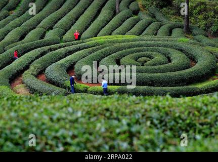 (190420) -- WUYISHAN, 20 avril 2019 (Xinhua) -- une photo prise le 26 mars 2019 montre un jardin de thé écologique dans la ville de Xingcun de Wuyishan, dans le sud-est de la Chine, dans la province du Fujian. (Xinhua/Wei Peiquan) Xinhua titres : les conseillers en technologie aident à la réduction de la pauvreté PUBLICATIONxNOTxINxCHN Banque D'Images