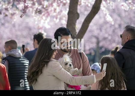 (190421) -- STOCKHOLM, 21 avril 2019 (Xinhua) -- les gens apprécient les cerisiers en fleurs au jardin du Roi dans le centre de Stockholm, capitale de la Suède, le 21 avril 2019. (Xinhua/Wei Xuechao) SUÈDE-STOCKHOLM-CERISIERS EN FLEURS PUBLICATIONxNOTxINxCHN Banque D'Images