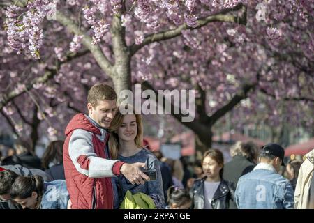 (190421) -- STOCKHOLM, 21 avril 2019 (Xinhua) -- les gens apprécient les cerisiers en fleurs au jardin du Roi dans le centre de Stockholm, capitale de la Suède, le 21 avril 2019. (Xinhua/Wei Xuechao) SUÈDE-STOCKHOLM-CERISIERS EN FLEURS PUBLICATIONxNOTxINxCHN Banque D'Images