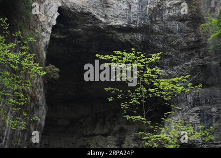 (190422) -- NINGQIANG, 22 avril 2019 (Xinhua) -- une photo prise le 22 avril 2019 montre une grotte de Didonghe Tiankeng, un gouffre karstique géant dans le village de Huoshizi du comté de Ningqiang à Hanzhong, dans la province du Shaanxi au nord-ouest de la Chine. Avec une profondeur maximale de 340 mètres, le Didonghe Tiankeng est le plus grand du groupe Chanjiayan Tiankeng dans le comté de Ningqiang. (Xinhua/Zhang Bowen) CHINA-SHAANXI-HANZHONG-KARST SINKHOLE PUBLICATIONxNOTxINxCHN Banque D'Images