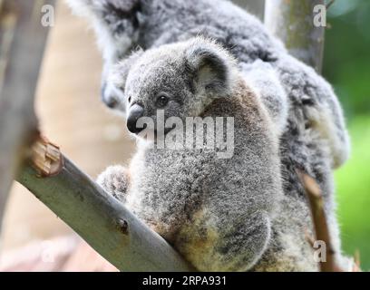 (190430) -- PÉKIN, 30 avril 2019 (Xinhua) -- les koalas se reposent sur un arbre au Chimelong Safari Park à Guangzhou, dans la province du Guangdong du sud de la Chine, le 29 avril 2019. (Xinhua/Liu Dawei) PHOTOS XINHUA DU JOUR PUBLICATIONxNOTxINxCHN Banque D'Images