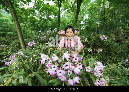 (190505) -- ZUNYI, 5 mai 2019 (Xinhua) -- Un agriculteur cueille des fleurs nobles de dendrobium dans le village de Pingtan à Chishui, dans la province du Guizhou, dans le sud-ouest de la Chine, le 4 mai 2019. Dendrobium noble est un membre de la famille des Orchidaceae. C'est l'une des herbes utilisées dans la médecine traditionnelle chinoise, connue sous le nom de Shi Hu. (Xinhua/Wang Changyu) CHINE-GUIZHOU-CHISHUI-DENDROBIUM NOBLE (CN) PUBLICATIONxNOTxINxCHN Banque D'Images