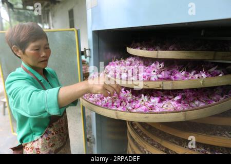 (190505) -- ZUNYI, 5 mai 2019 (Xinhua) -- Un agriculteur sèche des fleurs nobles fraîches de dendrobium dans le village de Pingtan à Chishui, dans la province du Guizhou, au sud-ouest de la Chine, le 4 mai 2019. Dendrobium noble est un membre de la famille des Orchidaceae. C'est l'une des herbes utilisées dans la médecine traditionnelle chinoise, connue sous le nom de Shi Hu. (Xinhua/Wang Changyu) CHINE-GUIZHOU-CHISHUI-DENDROBIUM NOBLE (CN) PUBLICATIONxNOTxINxCHN Banque D'Images