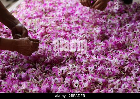 (190505) -- ZUNYI, 5 mai 2019 (Xinhua) -- des agriculteurs trient des fleurs nobles de dendrobium fraîches dans le village de Pingtan à Chishui, dans la province du Guizhou du sud-ouest de la Chine, le 4 mai 2019. Dendrobium noble est un membre de la famille des Orchidaceae. C'est l'une des herbes utilisées dans la médecine traditionnelle chinoise, connue sous le nom de Shi Hu. (Xinhua/Wang Changyu) CHINE-GUIZHOU-CHISHUI-DENDROBIUM NOBLE (CN) PUBLICATIONxNOTxINxCHN Banque D'Images