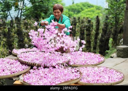 (190505) -- ZUNYI, 5 mai 2019 (Xinhua) -- Un agriculteur sèche des fleurs nobles fraîches de dendrobium dans le village de Pingtan à Chishui, dans la province du Guizhou, au sud-ouest de la Chine, le 4 mai 2019. Dendrobium noble est un membre de la famille des Orchidaceae. C'est l'une des herbes utilisées dans la médecine traditionnelle chinoise, connue sous le nom de Shi Hu. (Xinhua/Wang Changyu) CHINE-GUIZHOU-CHISHUI-DENDROBIUM NOBLE (CN) PUBLICATIONxNOTxINxCHN Banque D'Images