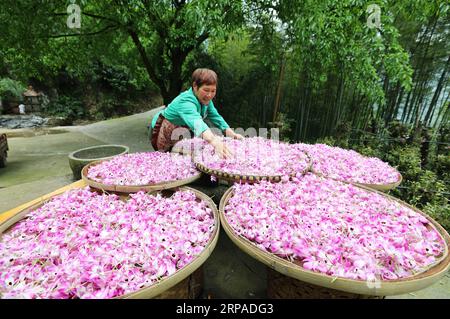 (190505) -- ZUNYI, 5 mai 2019 (Xinhua) -- Un agriculteur sèche des fleurs nobles fraîches de dendrobium dans le village de Pingtan à Chishui, dans la province du Guizhou, au sud-ouest de la Chine, le 4 mai 2019. Dendrobium noble est un membre de la famille des Orchidaceae. C'est l'une des herbes utilisées dans la médecine traditionnelle chinoise, connue sous le nom de Shi Hu. (Xinhua/Wang Changyu) CHINE-GUIZHOU-CHISHUI-DENDROBIUM NOBLE (CN) PUBLICATIONxNOTxINxCHN Banque D'Images