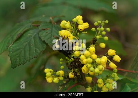 Gros plan naturel sur le bourdon nord-américain coloré à face jaune, Bombus vosnesenskii buvant du nectar dans le Mid-Oregon Banque D'Images