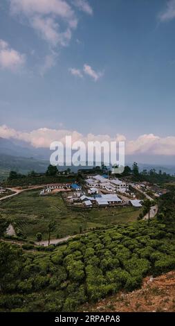 Une vue aérienne d'une plantation de thé luxuriante sur des collines verdoyantes Banque D'Images