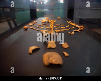 (190518) -- PÉKIN, 18 mai 2019 (Xinhua) -- une photo prise le 17 mai 2019 montre les faux fossiles de Lucy exposés au Musée national d'Éthiopie à Addis-Abeba, en Éthiopie. Lucy, un fossile de squelette femelle vieux de 3,2 millions d'années, a été découvert en Éthiopie en 1974. Le 18 mai marque la Journée internationale des musées. (Xinhua/Lyu Shuai) JOURNÉE INTERNATIONALE DES MUSÉES PUBLICATIONxNOTxINxCHN Banque D'Images