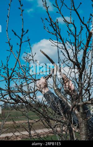 Un homme taille un prunier négligé, enlève les branches anciennes et inutiles, travail d'élagage d'arbre, scie à main dans les mains d'un jardinier. Banque D'Images