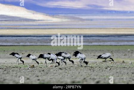 (190531) -- PÉKIN, 31 mai 2019 (Xinhua) -- des grues à cou noir fourrent sur la Doqen Co (lac) dans le comté de Yadong, région autonome du Tibet du sud-ouest de la Chine, 29 mai 2019. (Xinhua/Zhang Rufeng) PHOTOS XINHUA DU JOUR PUBLICATIONxNOTxINxCHN Banque D'Images