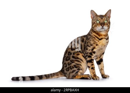 Beau chat Bengal adulte mâle, assis sur le côté. Regardant loin et à côté de la caméra avec les yeux verts. Isolé sur fond blanc. Banque D'Images