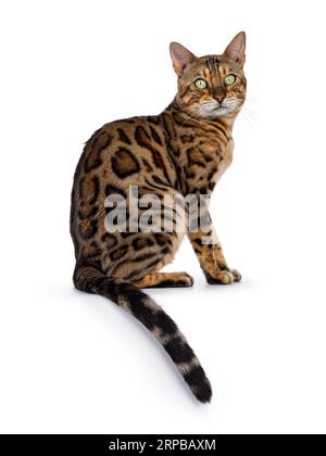 Beau chat Bengal adulte mâle, assis sur le côté des chemins sur le bord. Regarder directement à la caméra avec les yeux verts. Isolé sur fond blanc. Banque D'Images