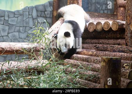 (190606) -- MOSCOU, 6 juin 2019 (Xinhua) -- la photo prise le 4 juin 2019 montre le panda géant Ding Ding au zoo de Moscou, en Russie. Deux pandas géants, Ru Yi mâle de trois ans et Ding Ding Ding femelle de deux ans, sont arrivés à Moscou fin avril en provenance de la province du Sichuan, dans le sud-ouest de la Chine. Ils ont été officiellement remis à la Russie pour un programme de recherche conjoint de 15 ans mercredi lors d'une cérémonie d'ouverture de la maison de panda au zoo de Moscou. (Xinhua/Bai Xueqi) RUSSIE-MOSCOU-CHINE-PANDAS PUBLICATIONxNOTxINxCHN Banque D'Images