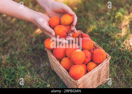 Ouvrier agricole avec une poignée de fruits d'abricot bio mûrs cueillis dans le verger cultivé, gros plan de la main mettant les fruits récoltés dans le panier en osier, seletti Banque D'Images