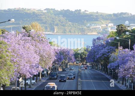 (190611) -- LISBONNE, 11 juin 2019 (Xinhua) -- une photo prise le 31 mai 2019 montre des fleurs en fleurs dans le centre-ville de Lisbonne, capitale du Portugal. Le président portugais Marcelo Rebelo de Sousa a salué dimanche que le Portugal avait été désigné comme la première destination européenne 2019, affirmant que cela devrait être une occasion de valoriser davantage d aspects tels que la conservation de la nature ou la cohésion sociale. (Xinhua/Wen Xinnian) PORTUGAL-LISBONNE-TOURISME PUBLICATIONxNOTxINxCHN Banque D'Images