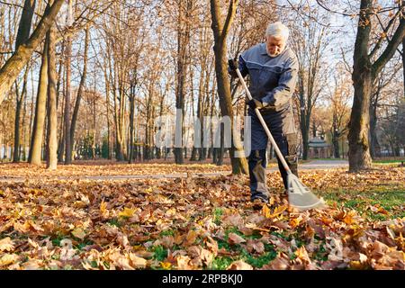 Travailleur municipal masculin en âge d'utiliser un râteau à éventail pour ramasser les feuilles tombées en automne. Vue à angle bas de l'homme aux cheveux gris dans les vêtements de travail ratissant les feuilles, nettoyant les allées du parc à la journée ensoleillée. Concept de travail saisonnier. Banque D'Images