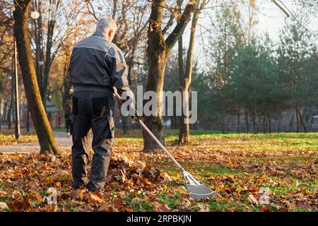 Travailleur municipal masculin méconnaissable utilisant un grand râteau pour ramasser les feuilles tombées en tas en automne. Vue arrière de l'homme aux cheveux gris en uniforme ratissant les feuilles sèches dans le parc de la ville. Concept de travail saisonnier. Banque D'Images