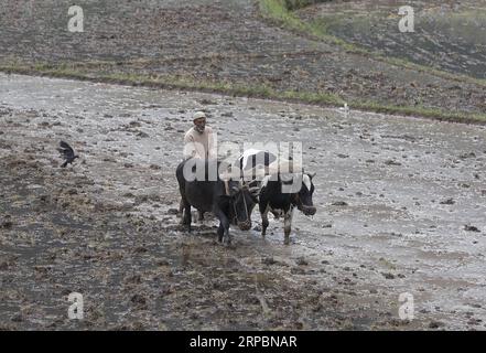 (190613) -- SRINAGAR, 13 juin 2019 -- une photo prise le 12 juin 2019 montre un agriculteur labourant dans les rizières de Srinagar, la capitale estivale du Cachemire contrôlé par l'Inde. CACHEMIRE-SRINAGAR-AGRICULTURE JavedxDar PUBLICATIONxNOTxINxCHN Banque D'Images