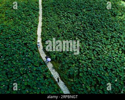 (190613) -- PÉKIN, 13 juin 2019 (Xinhua) -- une photo aérienne prise le 8 juillet 2018 montre des touristes marchant au milieu des fleurs de lotus dans le village de Xiuzhu du comté de Jianning dans la ville de Sanming, dans la province du Fujian du sud-est de la Chine. Située sur la côte sud-est de la Chine, la province du Fujian se trouve entre les montagnes et la mer. Partant du principe que les eaux lucides et les montagnes luxuriantes sont des atouts inestimables, le Fujian a connu ces dernières années de grands succès en termes de développement écologique. La province a classé la Chine n ° 1 depuis 40 ans avec un taux de couverture forestière dépassant les 67 pour cent. En plus haut Banque D'Images