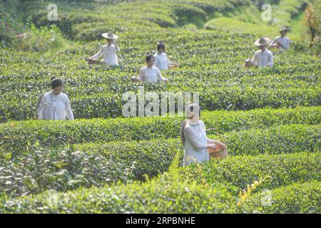 (190613) -- PÉKIN, 13 juin 2019 (Xinhua) -- des élèves apprennent à cueillir des feuilles de thé dans le village de Tianxin, dans la ville de Wuyishan, dans la province du Fujian du sud-est de la Chine, le 9 avril 2019. Située sur la côte sud-est de la Chine, la province du Fujian se trouve entre les montagnes et la mer. Partant du principe que les eaux lucides et les montagnes luxuriantes sont des atouts inestimables, le Fujian a connu ces dernières années de grands succès en termes de développement écologique. La province a classé la Chine n ° 1 depuis 40 ans avec un taux de couverture forestière dépassant les 67 pour cent. Outre la qualité de l'eau élevée, les résidents locaux apprécient également Go Banque D'Images