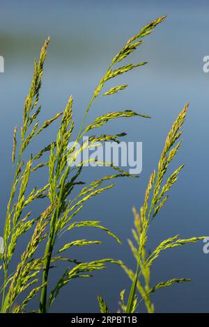 Prairie d'herbe de prairie avec les sommets des panicules de stèle. Poa pratensis herbe verte de prairie européenne. Banque D'Images