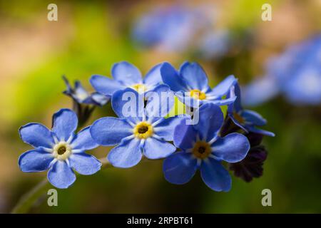 Bleu peu oubliez-moi pas de fleurs sur fond vert lors d'une journée ensoleillée en macro photographie printanière. Fleurs sauvages Myosotis aux pétales bleus Banque D'Images