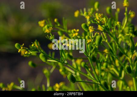 Ranunculus sceleratus, coupe-beurre à feuilles de céleri, Ranunculaceae. Plante sauvage photographiée au printemps. Banque D'Images