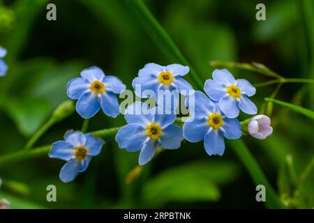 Bleu peu oubliez-moi pas de fleurs sur fond vert lors d'une journée ensoleillée en macro photographie printanière. Fleurs sauvages Myosotis aux pétales bleus Banque D'Images