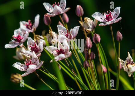 Butomus umbellatus, Flowering Rush. Plante sauvage photographiée en été Banque D'Images