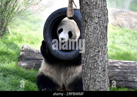 (190617) -- PÉKIN, 17 juin 2019 (Xinhua) -- Un panda géant est vu dans la maison de panda dans le zoo sauvage du plateau Qinghai-Tibet à Xining, capitale de la province du Qinghai au nord-ouest de la Chine, le 16 juin 2019. La maison de panda dans le zoo sauvage du plateau Qinghai-Tibet, où vivent quatre pandas de la base de recherche de Chengdu sur l’élevage de pandas géants, a ouvert au public ici dimanche. Les quatre pandas se sont installés dans la ville du plateau plus tôt ce mois-ci. (Xinhua/Zhang long) PHOTOS XINHUA DU JOUR PUBLICATIONxNOTxINxCHN Banque D'Images