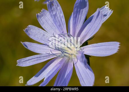 Fleurs bleues délicates de chicorée, plantes avec le nom latin Cichorium intybus sur un fond naturel flou, zone de focalisation étroite. Banque D'Images