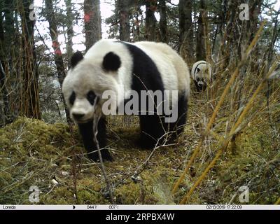 (190617) -- CHENGDU, 17 juin 2019 () -- Une femelle panda et son petit sont vus dans la réserve naturelle de Huanglong, dans la préfecture autonome tibétaine d'Aba, dans le sud-ouest de la Chine, province du Sichuan, 13 février 2019. Une mère panda et son petit ont été capturés par des caméras infrarouges dans une réserve naturelle du Sichuan, et le petit a endommagé une caméra, ont déclaré lundi les autorités locales. Trois séries de photos et une courte vidéo de la paire ont été capturées entre janvier et avril de cette année dans la réserve naturelle de Huanglong, dans la préfecture autonome tibétaine d’Aba. Les experts ont déclaré que, sur la base de l'analyse d'image, le petit panda était aro Banque D'Images