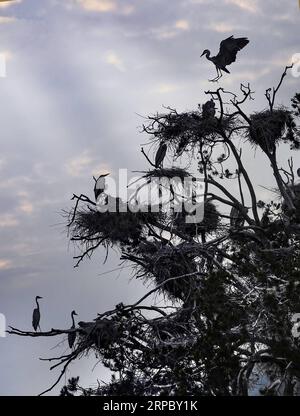 (190619) -- LUONAN, 19 juin 2019 (Xinhua) -- des hérons gris reposent sur un arbre dans le village de Zhouwan, dans le canton de Shipo, dans le comté de Luonan, dans le nord-ouest de la province du Shaanxi, le 18 juin 2019. (Xinhua/Tao Ming) CHINA-SHAANXI-LUONAN-HERON (CN) PUBLICATIONxNOTxINxCHN Banque D'Images