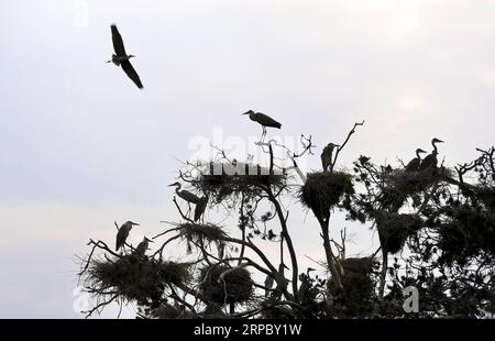 (190619) -- LUONAN, 19 juin 2019 (Xinhua) -- des hérons gris reposent sur un arbre dans le village de Zhouwan, dans le canton de Shipo, dans le comté de Luonan, dans le nord-ouest de la province du Shaanxi, le 18 juin 2019. (Xinhua/Tao Ming) CHINA-SHAANXI-LUONAN-HERON (CN) PUBLICATIONxNOTxINxCHN Banque D'Images