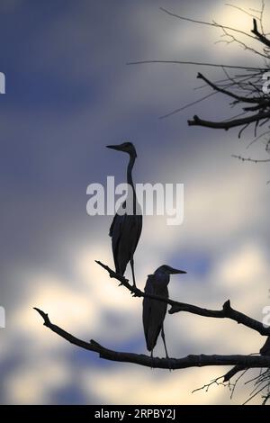 (190619) -- LUONAN, 19 juin 2019 (Xinhua) -- des hérons gris sont assis sur des branches d'arbre dans le village de Zhouwan, dans le canton de Shipo, dans le comté de Luonan, dans le nord-ouest de la province du Shaanxi, le 18 juin 2019. (Xinhua/Tao Ming) CHINA-SHAANXI-LUONAN-HERON (CN) PUBLICATIONxNOTxINxCHN Banque D'Images