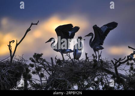 (190619) -- LUONAN, 19 juin 2019 (Xinhua) -- les hérons gris reposent sur un arbre pendant le coucher du soleil dans le village de Zhouwan, dans le canton de Shipo, dans le comté de Luonan, dans le nord-ouest de la province du Shaanxi, le 18 juin 2019. (Xinhua/Tao Ming) CHINA-SHAANXI-LUONAN-HERON (CN) PUBLICATIONxNOTxINxCHN Banque D'Images