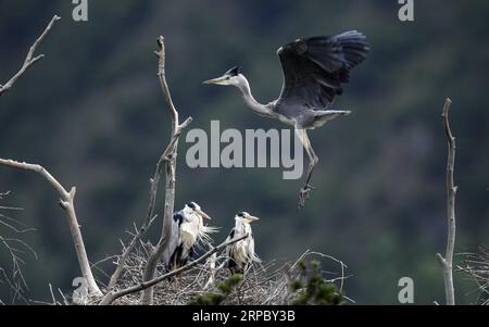 (190619) -- LUONAN, 19 juin 2019 (Xinhua) -- Un héron gris retourne à son nid sur un arbre dans le village de Zhouwan, dans le canton de Shipo, dans le comté de Luonan, dans le nord-ouest de la Chine, province du Shaanxi, le 18 juin 2019. (Xinhua/Tao Ming) CHINA-SHAANXI-LUONAN-HERON (CN) PUBLICATIONxNOTxINxCHN Banque D'Images