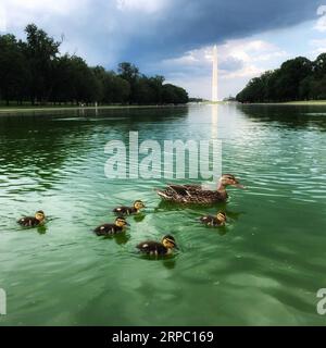 (190621) -- WASHINGTON D.C., 21 juin 2019 -- une photo prise avec un téléphone portable montre des canards pagayant dans le Lincoln Memorial Reflecting Pool à Washington D.C., États-Unis, le 17 juin 2019.) U.S.-WASHINGTON D.C.-SUMMER LiuxJie PUBLICATIONxNOTxINxCHN Banque D'Images