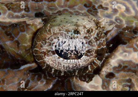 Oeil avec lappet en dentelle de Crocodile Flathead, Cymbacephalus beauforti, site de plongée Murex House Reef, île Bangka, Sulawesi nord, Indonésie Banque D'Images