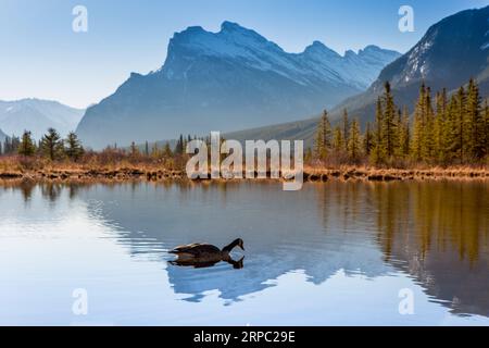 Canada Goose flotte sur le paisible lac Vermillion Banque D'Images