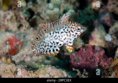 Wrasse juvénile ornée, Macrobaryngodon ornatus, site de plongée Murex House Reef, île Bangka, Sulawesi nord, Indonésie Banque D'Images